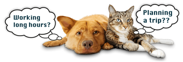 Pet Care In Your Home